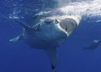 Great white shark famous razor-like teeth because it attempts to chomp photographer’s digicam