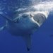 Great white shark famous razor-like teeth because it attempts to chomp photographer’s digicam